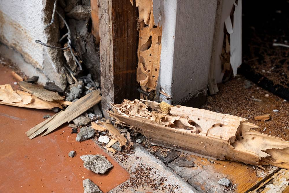 Problème de termite Salles