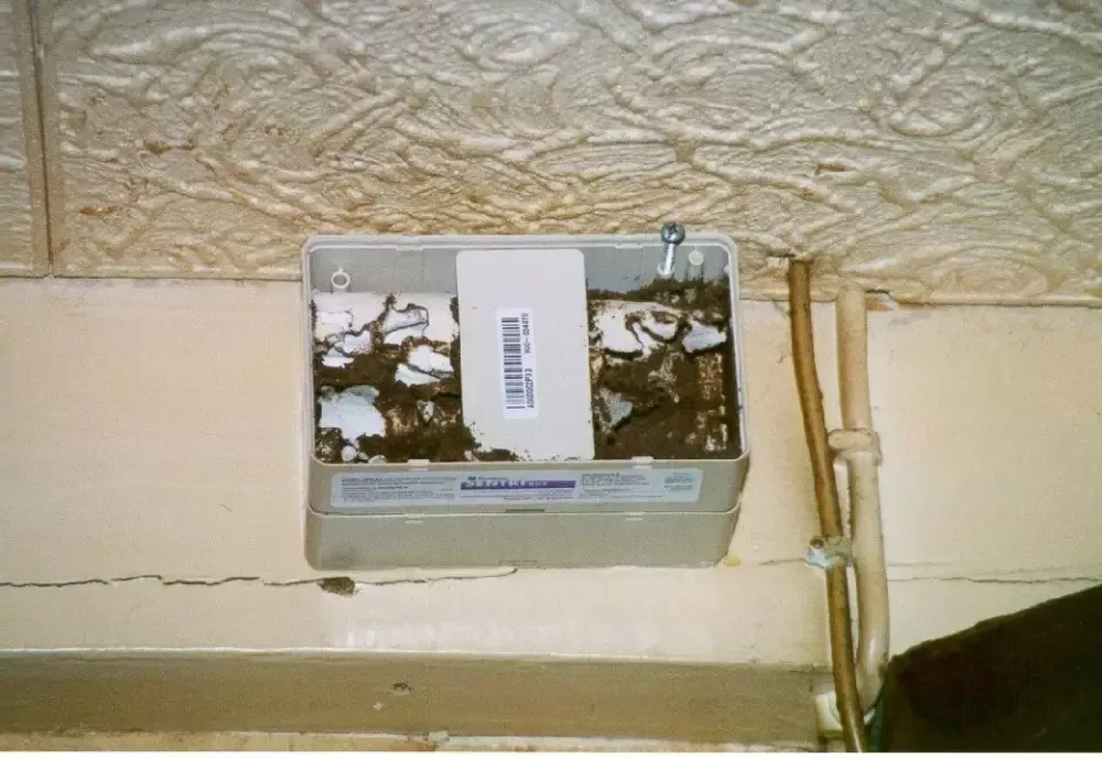 Détermitage à Belin-Béliet